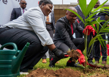 UBA Foundation Tree Planting